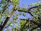 Apricot tree with clipped branches and green-yellow leaves against a blue sky. Sawed off tree branches hung in the air, fresh