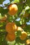 Apricot tree with fruits