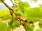 Apricot tree with green little apricots, green leaves close-up. Leaves bloom in spring on a tree.