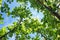 Apricot tree with green ripening fruits, bottom view.