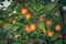 Apricot tree with ripe fruits