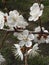 Apricot white flowers on a tree branch