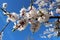 Apricot white flowers on a tree branch on blue sky background