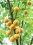 Apricots on a apricot branch