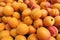 Apricots close up, fresh fruit, delicious food, orange