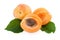 Apricots fruits