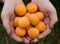 Apricots in hands