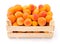 Apricots (Prunus armeniaca) in wooden crate