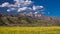 APRIL 19, 2018 - OJAI CALIFORNIA - Field of Yellow mustard and Topa Topa Mountains, Upper Ojai. Spring, Sunny