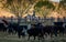 APRIL 22, 2017, RIDGWAY COLORADO: Cowboy herds cattle on Centennial Ranch, Ridgway, Colorado - a cattle ranch owned by Vince Kotny