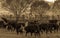 APRIL 22, 2017, RIDGWAY COLORADO: Cowboy herds cattle on Centennial Ranch, Ridgway, Colorado - a cattle ranch owned by Vince Kotny