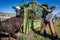 APRIL 22, 2017, RIDGWAY COLORADO: Cowboy prepares to brand cattle on Centennial Ranch, Ridgway, Colorado - a ranch with Angus/Here
