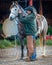 APRIL 22, 2017, RIDGWAY COLORADO: Cowboy saddles horse on Centennial Ranch, Ridgway, Colorado - a cattle ranch owned by Vince Kotn