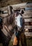 APRIL 22, 2017, RIDGWAY COLORADO: Horse with Cowboy\'s Hat in view at cattle branding exchange words, at Centennial Ranch, Ridgway,