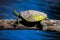 April 22 2019 Windsor Ontario Ojibway Park Wildlife Reptiles Turtles Map Turtle Conservation Status Concerned Threatened Species