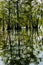 APRIL 25, 2019, BREAUX BRIDGE, LOUISIANA, USA - Lake Martin Swamp in spring near Breaux Bridge, Louisiana - shot from boat