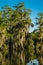 APRIL 25, 2019, BREAUX BRIDGE, LOUISIANA, USA - Lake Martin Swamp in spring near Breaux Bridge, Louisiana - shot from boat