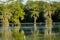 APRIL 25, 2019, BREAUX BRIDGE, LOUISIANA, USA - Lake Martin Swamp and white Egrets in spring near Breaux Bridge, Louisiana - shot