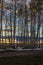 APRIL 27, 2017 - RIDGWAY, COLORADO - view of Aspens at sunset, Hastings. Colorado, Snow