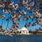 APRIL 8, 20918 - WASHINGTON D.C. - Jefferson Memorial framed by Cherry Blossoms on Tidal Basin,. Season, monument