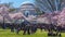 APRIL 8, 20918 - WASHINGTON D.C. - Jefferson Memorial framed by Cherry Blossoms on Tidal Basin,. Washington, dc