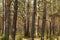 April in the Biebrza Valley, spring landscape in the forest