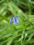 April Bluebells, Firston Forest, East Sussex, UK