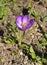 April, early spring. Crocus vernus Spring Crocus, Giant Crocus