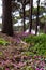 April Flowers under Pine tree in Pineta di Cecina