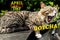 April Fools Day, Gotcha, brown striped cat scream