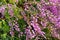 April pink flower at meadow. Lying at green grass. Floral field