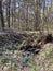 in April spring forest polluted with plastic waste