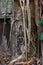 Apsara deva bas-relief on wall Tomb raider temple