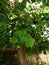 Apta leaf or Bidi Leaf  or Bauhinia racemosa Tree background