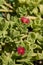 Aptenia cordifolia close up