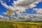 Between Apulia and Basilicata.Hilly landscape with cornfields.ITALY.