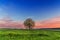 Between Apulia and Basilicata. Hilly spring: sunrise with lonely tree in bloom. Italy.