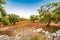 Apulian olive groves