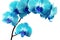 Aqua blue orchid on white background close-up. Aqua blue orchid flowers studio photo. Branch of orchid horizontal photo