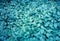 Aqua cyan plants leaves texture background