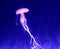 Aqua Jellyfishes Aquarium Neon Jellyfish Sea Jellies Gelatinous Zooplankton Water Marine Life Transparent Ocean Glow in the dark