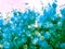 Aqua shower flower snow background in spring