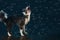 Aqua studio, border collie on the dark background with bubbles