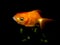 Aquaarium fish. Goldfish