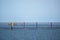 Aquaculture, artificial mussel banks in the north sea at low tide near friesland, germany, copy space