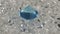 A  aquamarine blue diamonds arranged in the middle of white diamonds