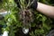 Aquaponics roots in some gravel