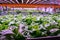 Aquaponics system combines fish aquaculture with hydroponics, cultivating lettuce plants in water, artificial lighting