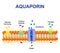 Aquaporin is integral membrane proteins