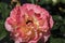`Aquarell` tea hybrid rose variety. Macro.Bright sun.2021
